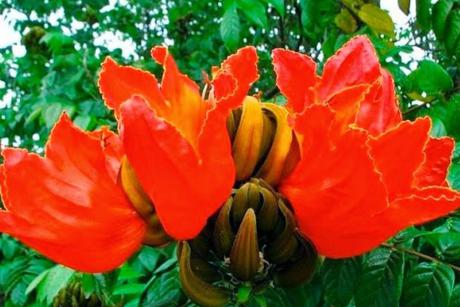 #PraCegoVer: Foto mostra flor conhecida como bisnagueira. Ela é vermelha e tem o formato de um cálice.